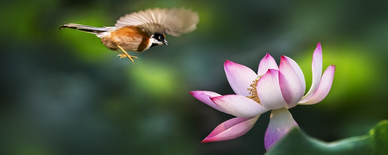 枫树上的喜鹊表达了作者什么的情感 枫树上的喜鹊表达了什么情感插图1 枫树上的喜鹊表达了作者什么的情感 枫树上的喜鹊表达了什么情感