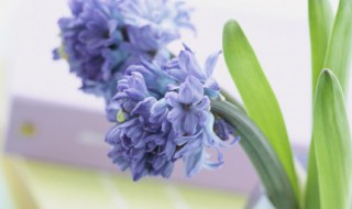 描写花的诗词 描写花的诗句插图 描写花的诗词 描写花的诗句