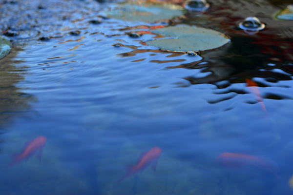 浣溪沙的译文  浣溪沙意思插图2 浣溪沙的译文  浣溪沙意思