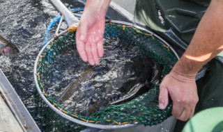 野生鱼类减少的原因 野生鱼类为什么减少