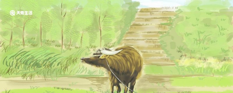关于牛的成语 关于牛的成语有哪些插图1 关于牛的成语 关于牛的成语有哪些