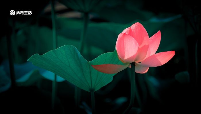 池上的意思 池上的意思翻译插图3 池上的意思 池上的意思翻译