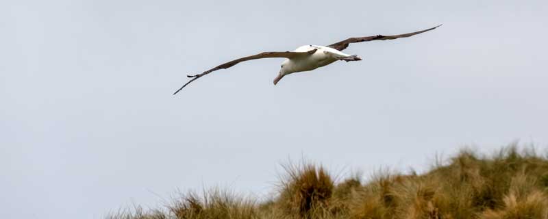 骑鹅旅行记告诉我们的道理 尼尔斯骑鹅旅行记告诉我们的道理插图1 骑鹅旅行记告诉我们的道理 尼尔斯骑鹅旅行记告诉我们的道理