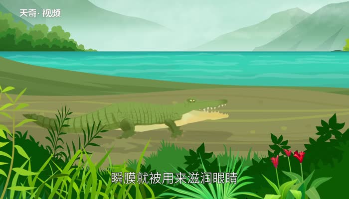 鳄鱼的眼泪歇后语 鳄鱼的眼泪歇后语是什么插图2 鳄鱼的眼泪歇后语 鳄鱼的眼泪歇后语是什么