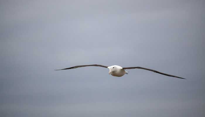 骑鹅旅行记告诉我们的道理 尼尔斯骑鹅旅行记告诉我们的道理插图2 骑鹅旅行记告诉我们的道理 尼尔斯骑鹅旅行记告诉我们的道理