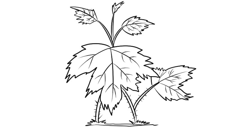 河马草简笔画 河马草简笔画怎么画简单又漂亮