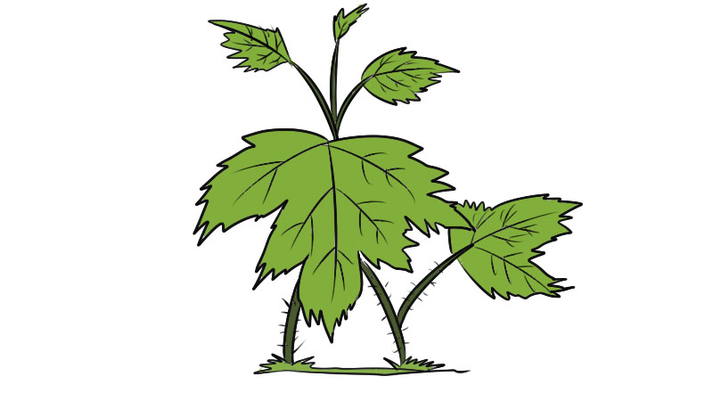 河马草简笔画 河马草简笔画怎么画简单又漂亮