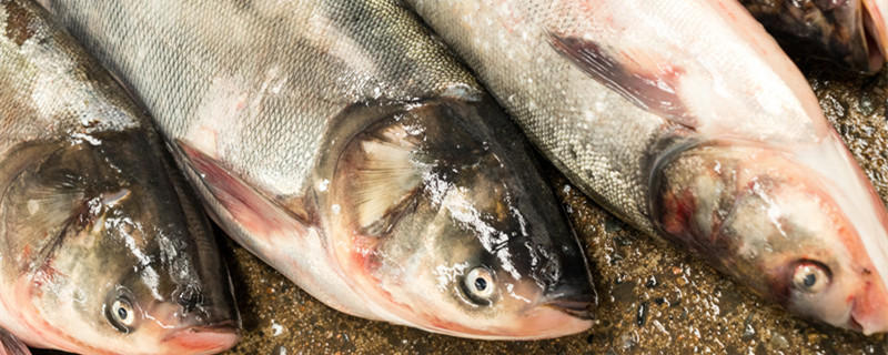 鱼鳔的读音piao还是biao 鱼鳔的读音是什么插图1 鱼鳔的读音piao还是biao 鱼鳔的读音是什么