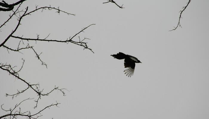 枫树上的喜鹊表达了作者什么的情感 枫树上的喜鹊表达了什么情感插图2 枫树上的喜鹊表达了作者什么的情感 枫树上的喜鹊表达了什么情感