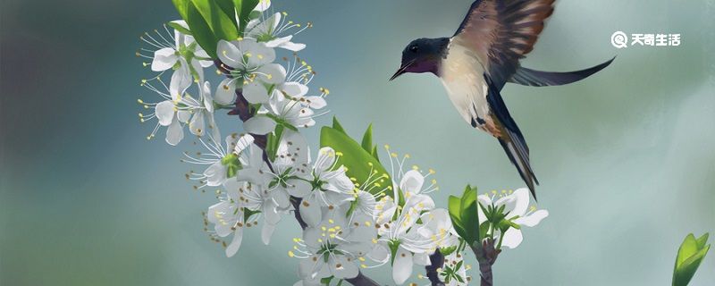 飞鸟集主要内容 飞鸟集内容摘要插图1 飞鸟集主要内容 飞鸟集内容摘要