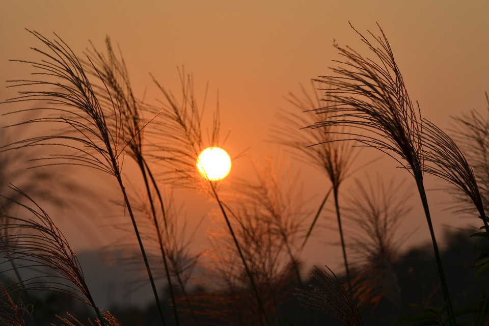 天净沙秋思马致远(天净沙秋思全诗翻译)插图6 天净沙秋思马致远(天净沙秋思全诗翻译)