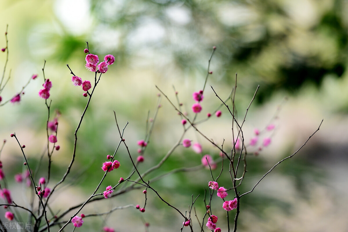 范仲淹渔家傲秋思赏析(渔家傲范仲淹解析)插图4 范仲淹渔家傲秋思赏析(渔家傲范仲淹解析)