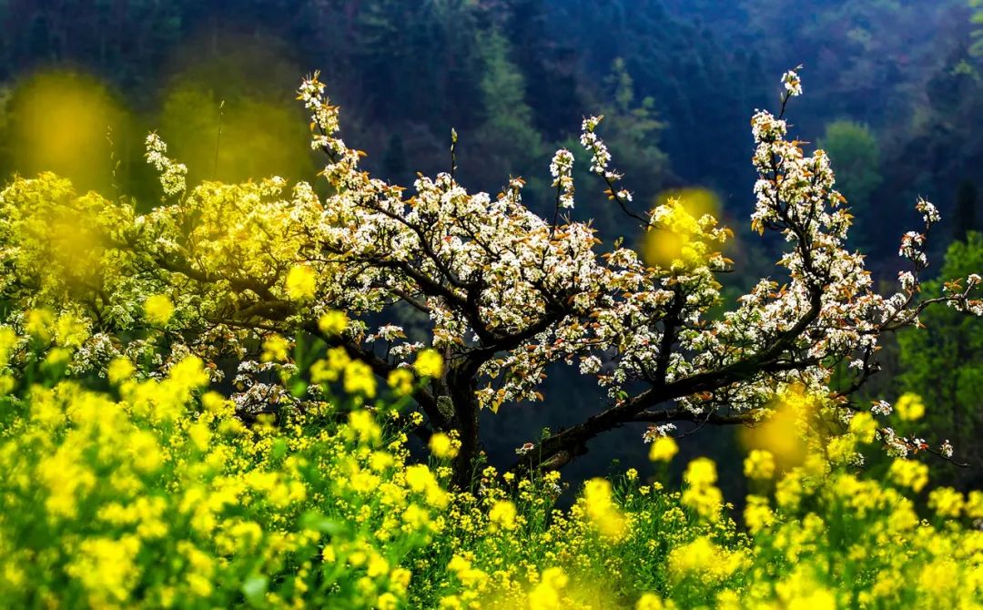清明节诗词有哪些(清明节寄托哀思的语句)插图7 清明节诗词有哪些(清明节寄托哀思的语句)
