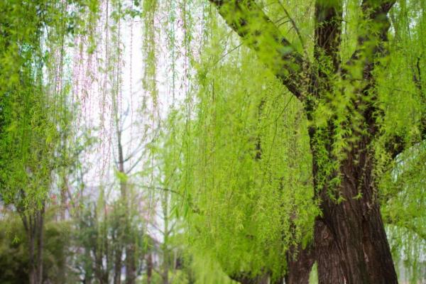 10首经典咏物诗词，一首一个千古名句，苏轼和陆游的最经典