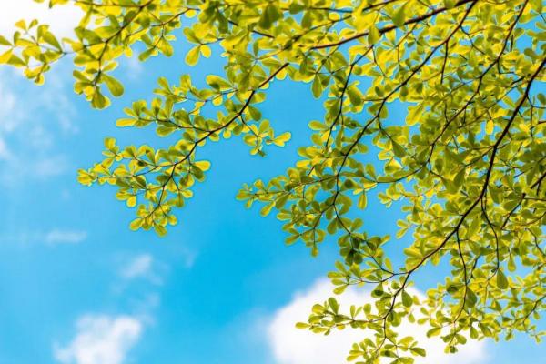 45首立夏的诗词（描写立夏的诗句古诗词）