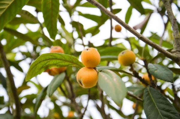 45首立夏的诗词（描写立夏的诗句古诗词）