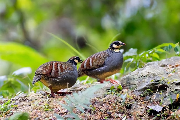 古诗界里的18位著名诗人的雅号，你知道多少?“诗仙”李白、“诗圣”杜甫，那“诗魔”“诗鬼”“诗神”“诗佛”又是谁呢？