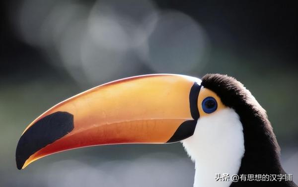 龃龉怎么读?龃龉的读音和意思!插图 龃龉怎么读?龃龉的读音和意思!