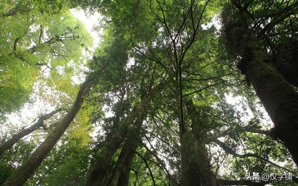 棽怎么读?棽的读音和意思!插图1 棽怎么读?棽的读音和意思!