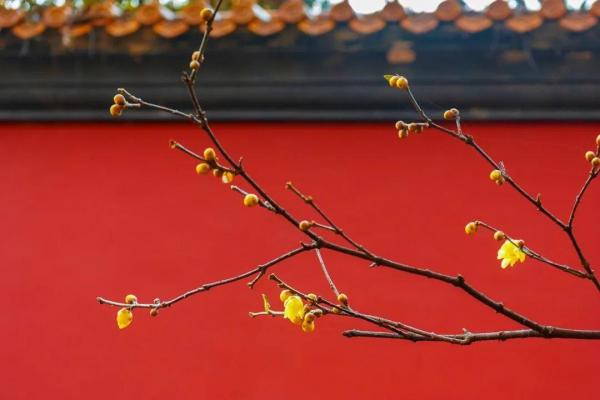 10首经典咏物诗词，一首一个千古名句，苏轼和陆游的最经典