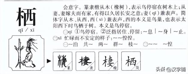 两栖怎么读？栖你是念“qī”还是“xī”？