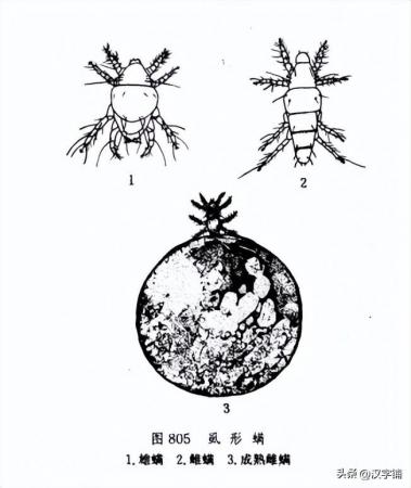 虱怎么读？虱的读音和意思！