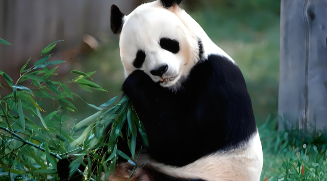 大熊猫是熊科还是猫科?从吃肉到啃竹子,熊猫的进化之路走反了吗?-1 大熊猫是熊科还是猫科?从吃肉到啃竹子,熊猫的进化之路走反了吗?