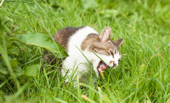 为什么后颈肉是猫的“命门”?-1 为什么后颈肉是猫的“命门”?