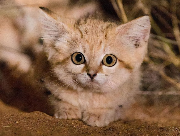 猫是蛇的天敌吗?猫吃了蛇之后会中毒吗?-1 猫是蛇的天敌吗?猫吃了蛇之后会中毒吗?
