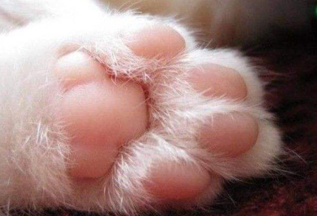 猫是蛇的天敌吗?猫吃了蛇之后会中毒吗?-1 猫是蛇的天敌吗?猫吃了蛇之后会中毒吗?