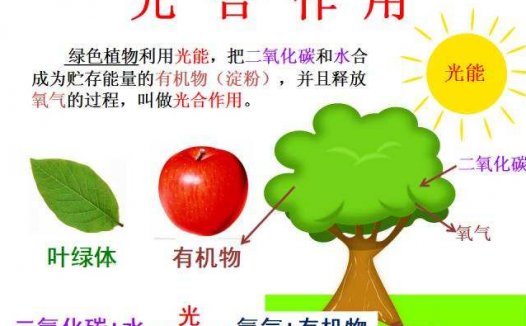 儿童生物学：了解植物的光合作用