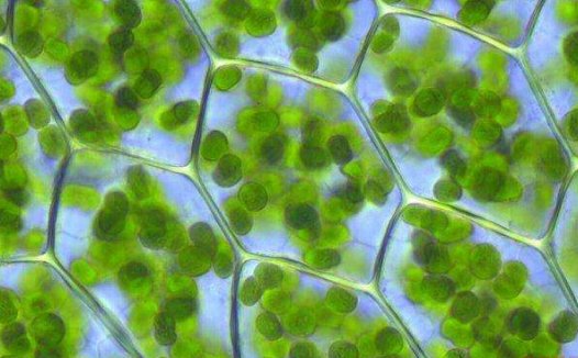 儿童生物知识教你认识叶绿体 叶绿体的结构和功能