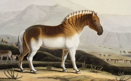 一种灭绝的斑马亚种 伯切尔氏斑马的资料