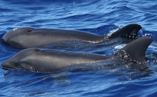 夏威夷发现的稀有杂交鲸豚 杂交鲸鱼有哪些