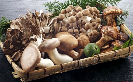 儿童生物学：菌类的形态与结构