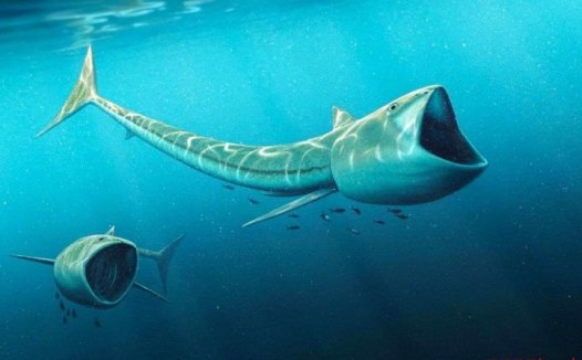 滤食性鱼类有哪些 科罗拉多发现的古代滤食性鱼类化石
