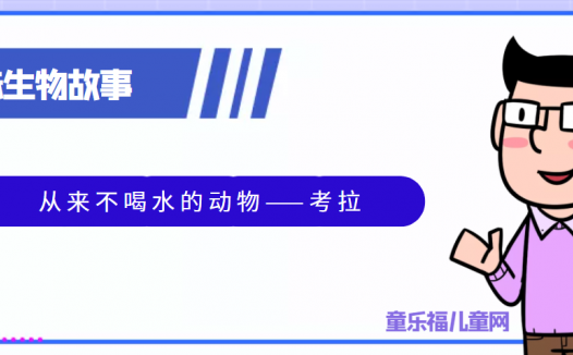 趣味生物科普知识:从来不喝水的动物——考拉