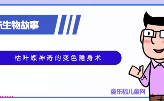 趣味生物科普知识:枯叶蝶神奇的变色隐身术