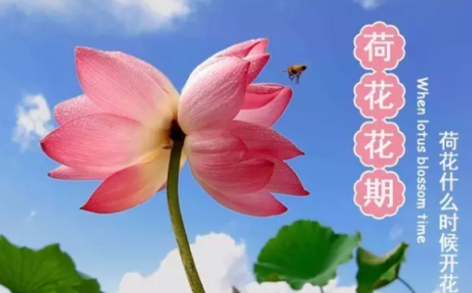 荷花什么时候开放?荷花花期。