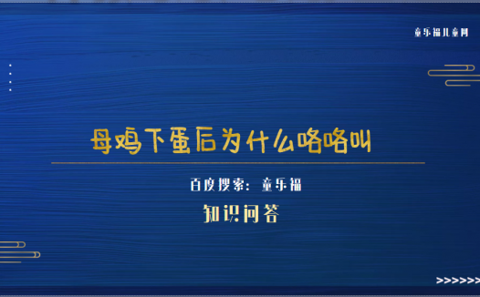 母鸡为什么会下蛋（母鸡下蛋后为什么咯咯叫）