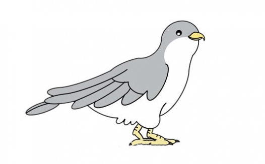 杜鹃鸟简笔画,彩色杜鹃鸟怎么画