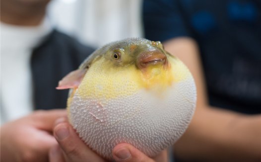 【生活中的科学】 为什么误食河豚会致死