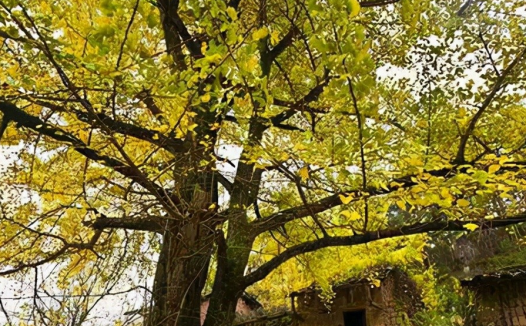 今日立冬,各地的习俗你都知道吗?