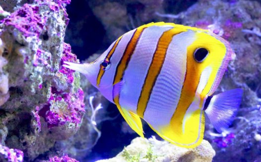 世界10大最好看的热带鱼,小丑鱼和鹦鹉鱼成功上榜。