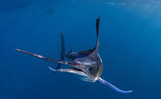 哪种鱼是鱼类大家族中的短距离游泳冠军——旗鱼