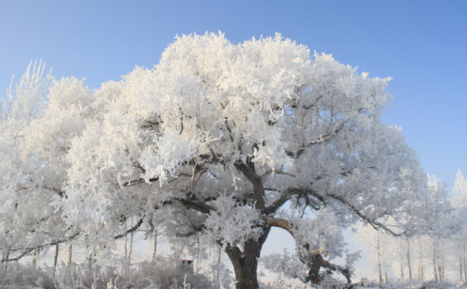 孩子想知道的自然奥秘知识:雾凇的形成原因?