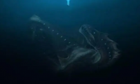 孩子想知道的海洋知识:海中巨鳗之谜