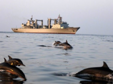 孩子想知道的海洋知识:海豚“护航”之谜