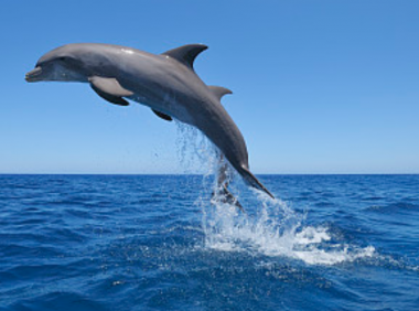 孩子想知道的海洋知识:海豚求医之谜