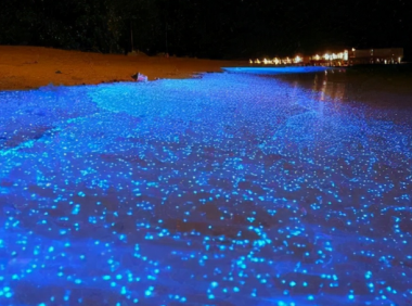 孩子想知道的海洋知识:海水为什么会发光之谜(海火现象)